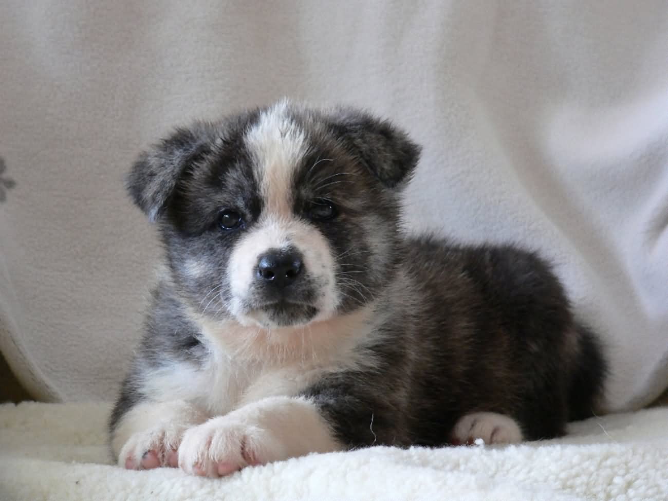 Black And White Akita Puppy Sitting On Bed