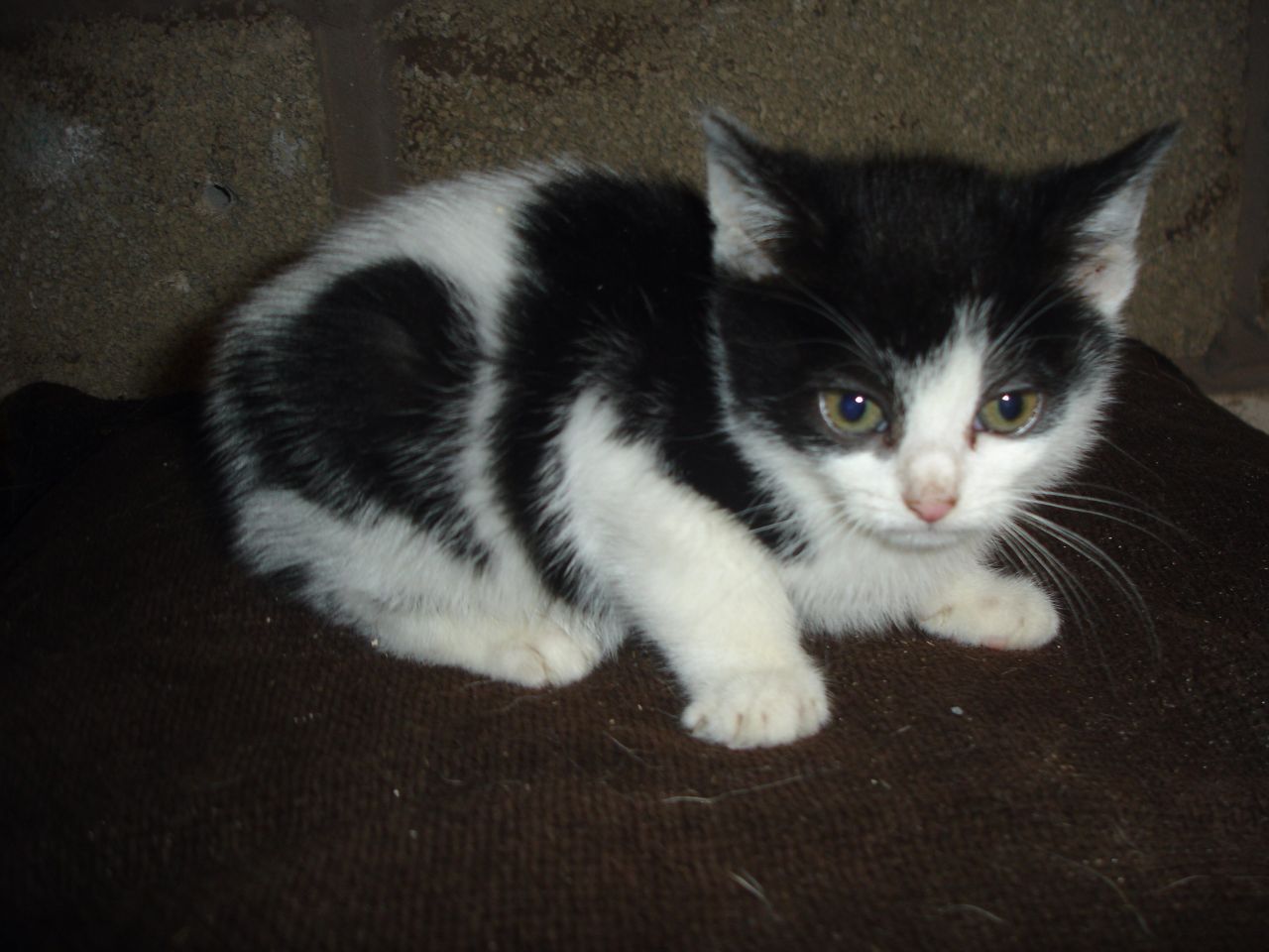 Black And White Gorgeous Manx Kitten