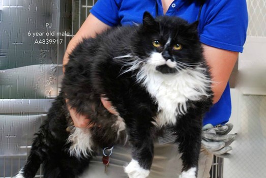 Black And White Himalayan Cat
