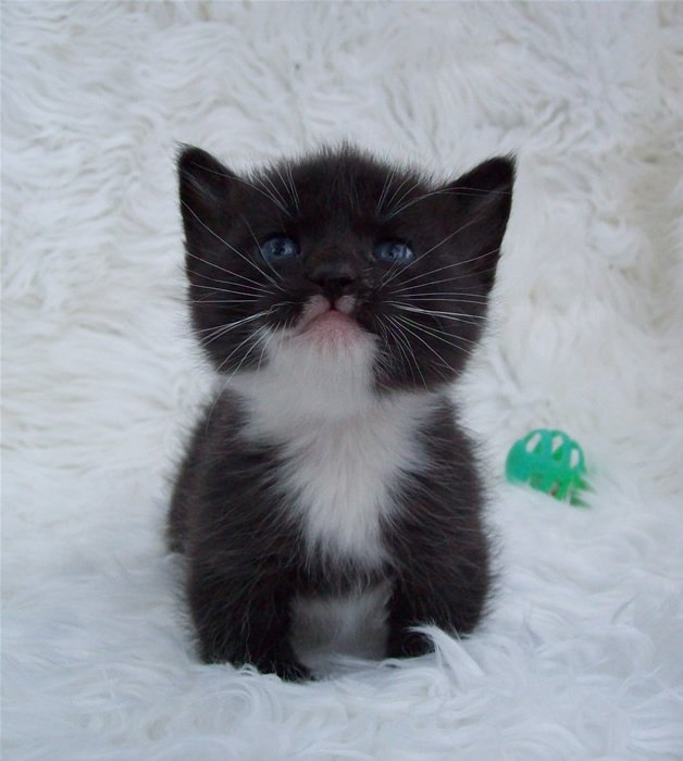 Black And White Manx Kitten