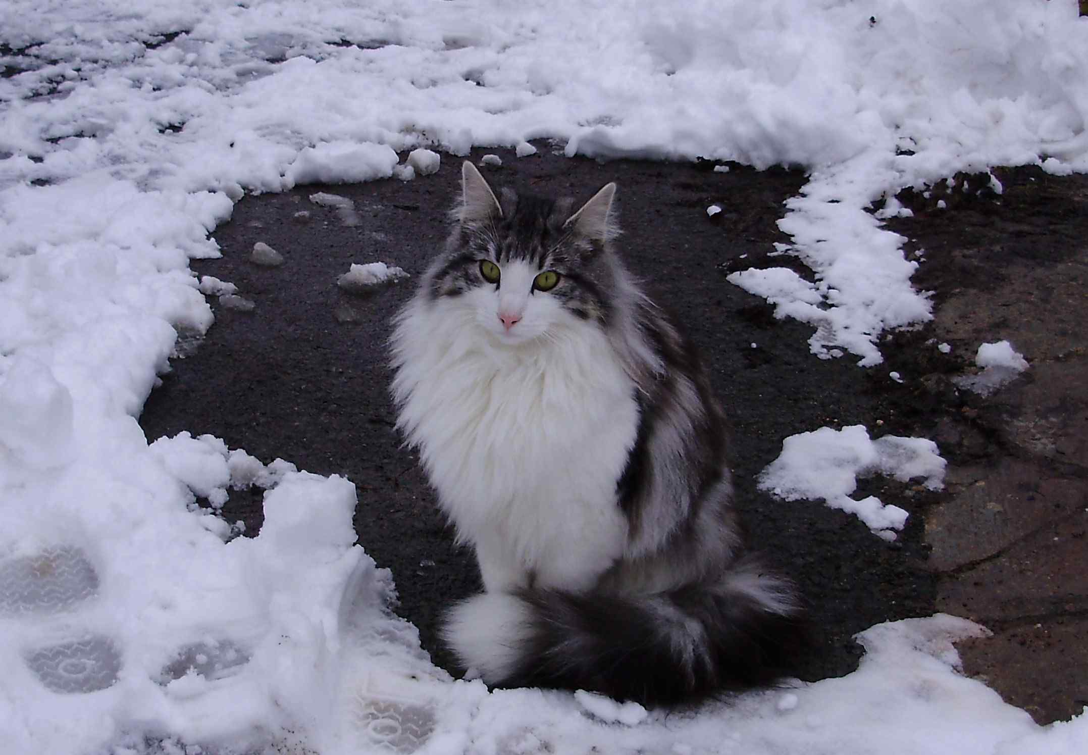 Black And White Norwegian Forest Cat Sitting On Snow