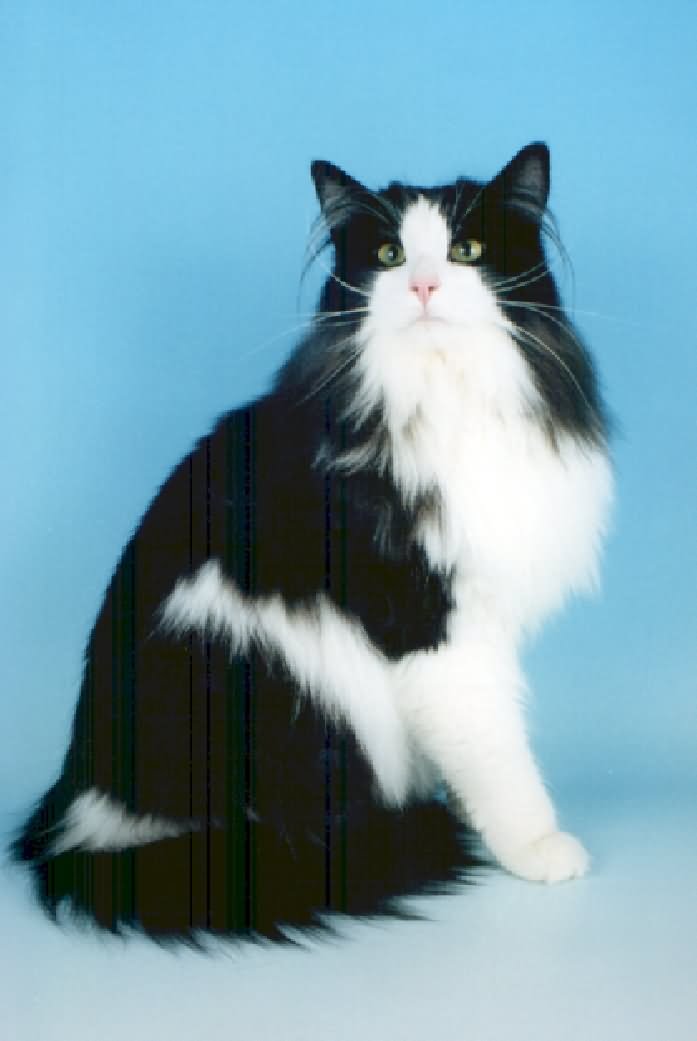 Black And White Norwegian Forest Cat Sitting Picture