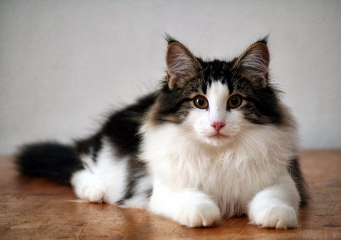 Black And White Norwegian Forest Cat Sitting