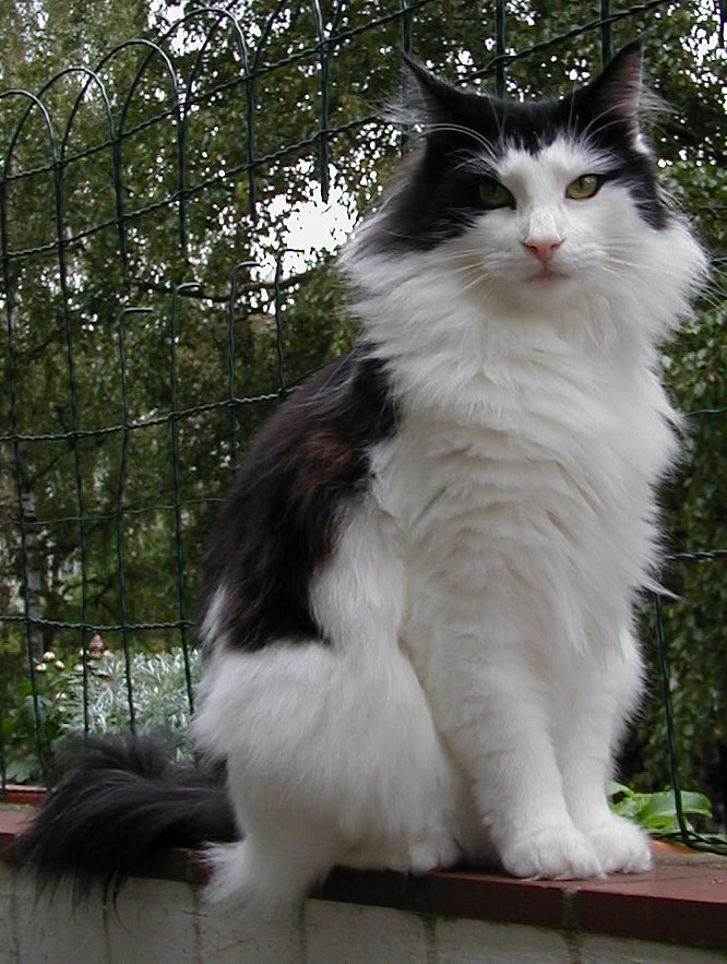 Black And White Norwegian Forest  Cat Sitting