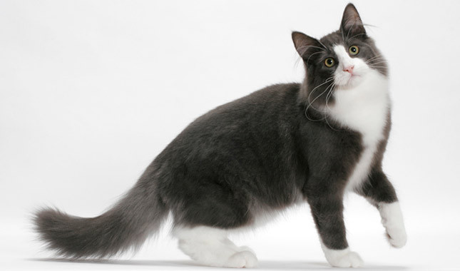Black And White Norwegian Forest Cat