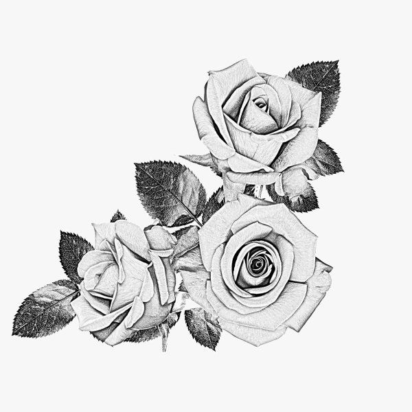 Black And White Roses Tattoo Designs