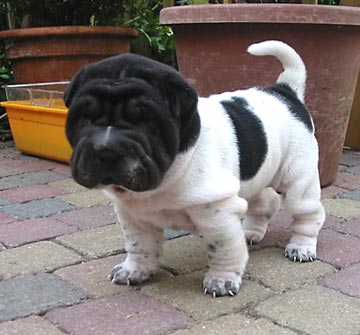 Black And White Shar Pei Puppy