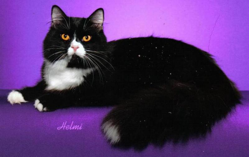 Black And White Siberian Cat Sitting Picture