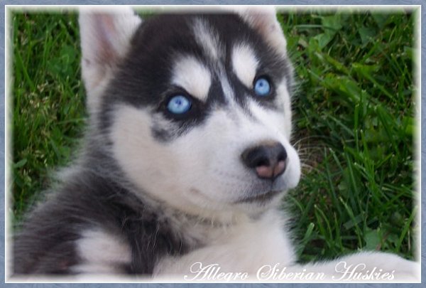 Black And White Siberian Husky Puppy With Blue Eyes