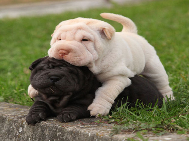Black And White Two Cute Shar Pei Puppies