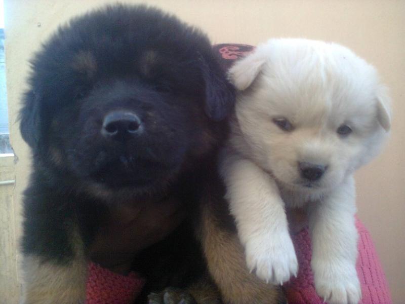 Black And White Two Tibetan Mastiff Puppies