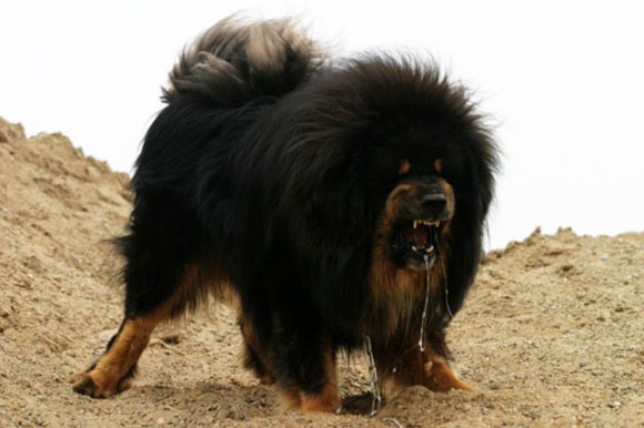 Black Angry Tibetan Mastiff Dog