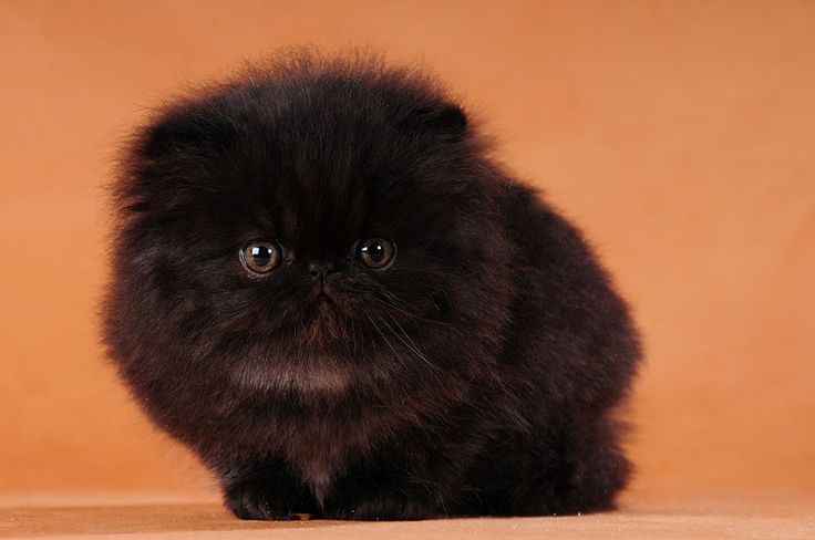 Black Fluffy Himalayan Kitten Photo