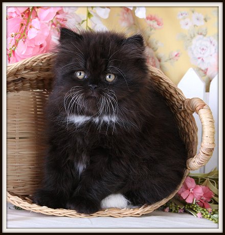 Black Fluffy Himalayan Kitten