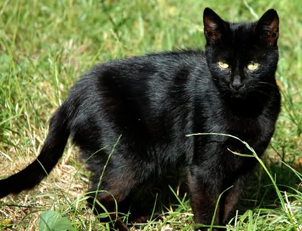 Black Himalayan Cat In Fields