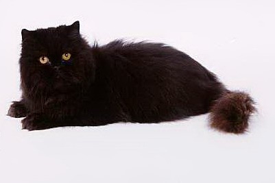 Black Himalayan Cat Laying