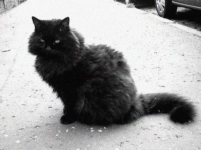 Black Himalayan Cat Sitting On Road