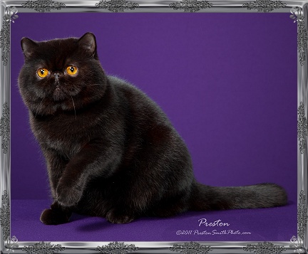 Black Himalayan Cat With Yellow Eyes