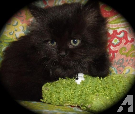 Black Himalayan Kitten Picture