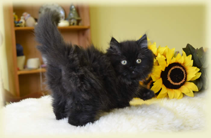 Black Himalayan Kitten