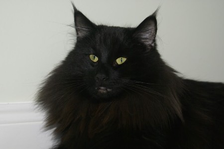 Black Long Hair Norwegian Forest Cat