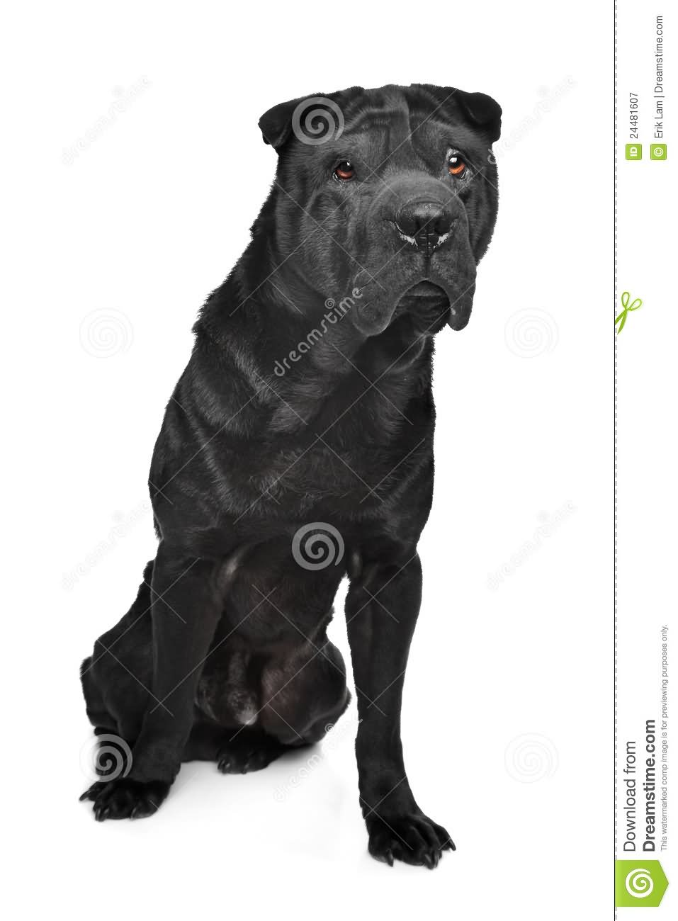 Black Male Shar Pei Dog Sitting