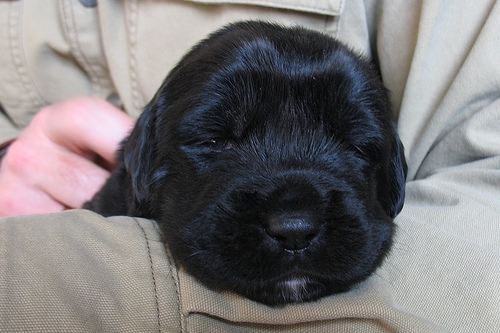 Black New Born Tibetan Mastiff Puppy