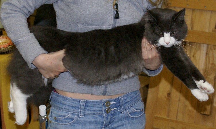 Black Norwegian Forest Cat In Arms