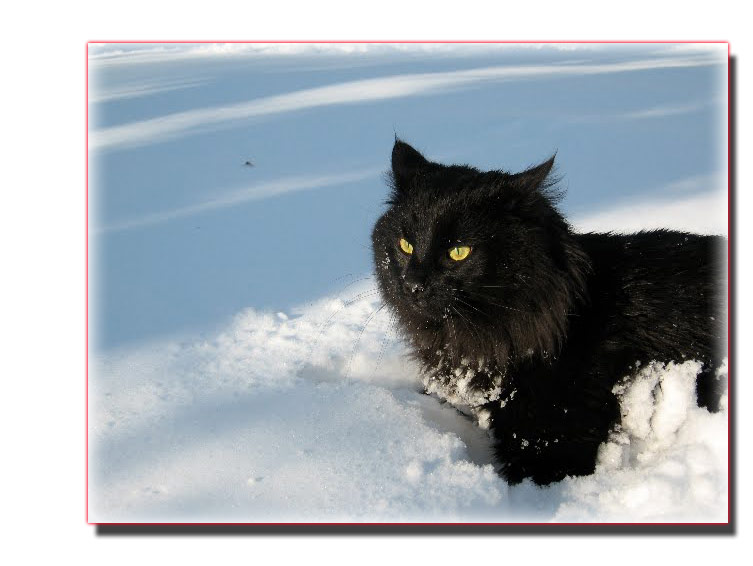 Black Norwegian Forest Cat In Snow
