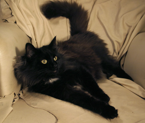 Black Norwegian Forest Cat Laying On Sofa