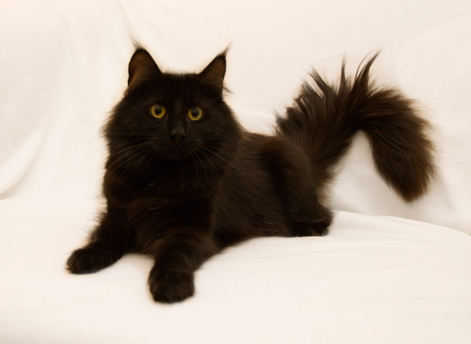 Black Norwegian Forest Cat Sitting Picture