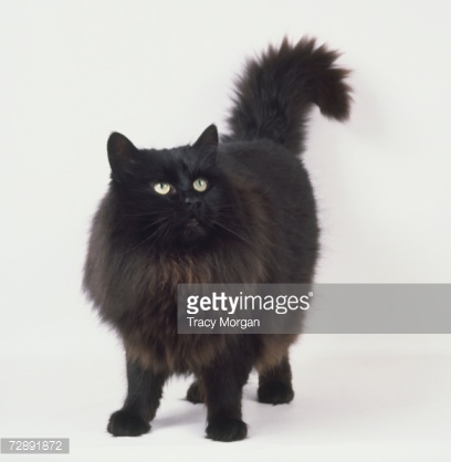 Black Norwegian Forest Cat With Long Tail