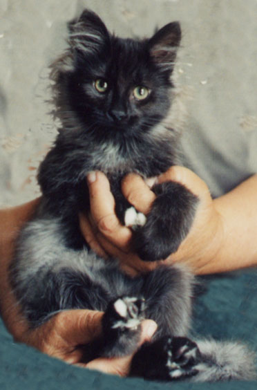 Black Norwegian Forest Kitten In Hand