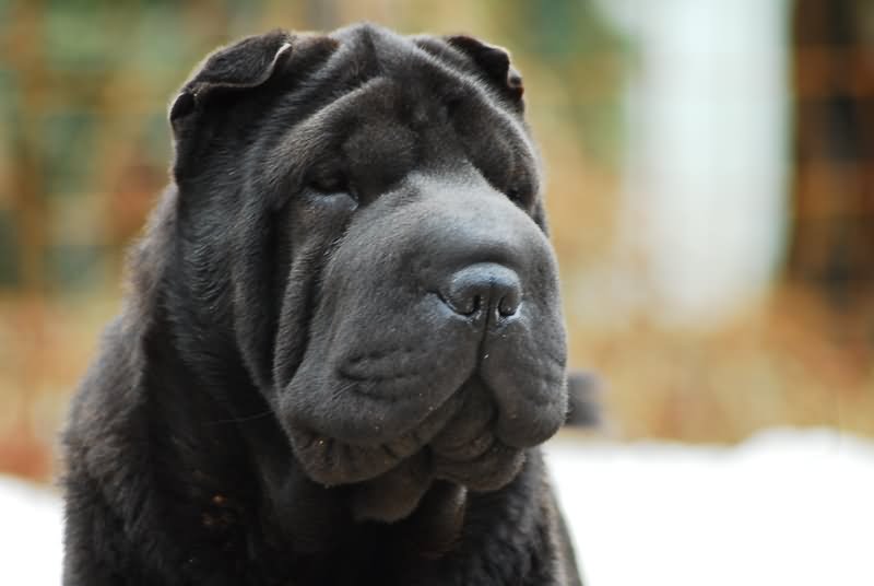 Black Shar Pei Dog Face