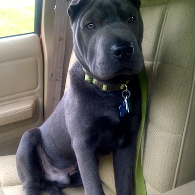 Black Shar Pei Dog In Car