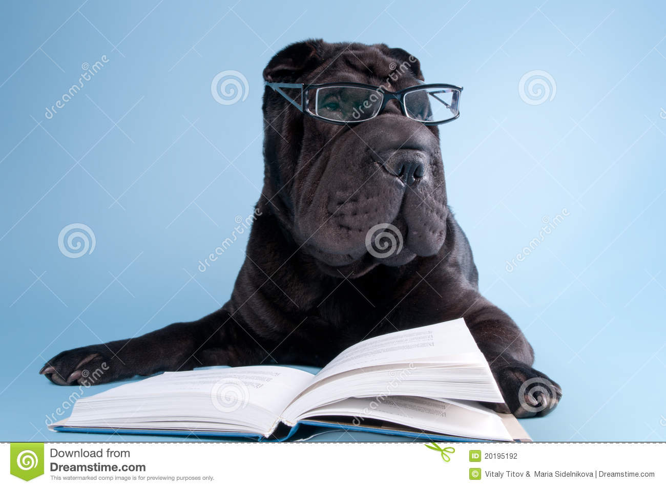 Black Shar Pei Dog Wearing Glasses And Reading Book