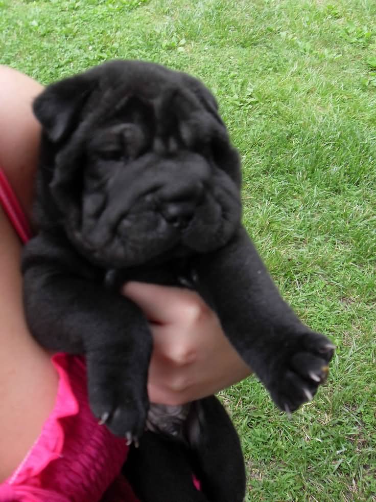 Black Shar Pei Puppy In Arms