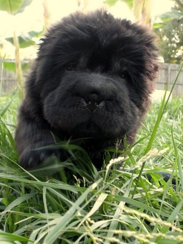 Black Shar Pei Puppy In Grass