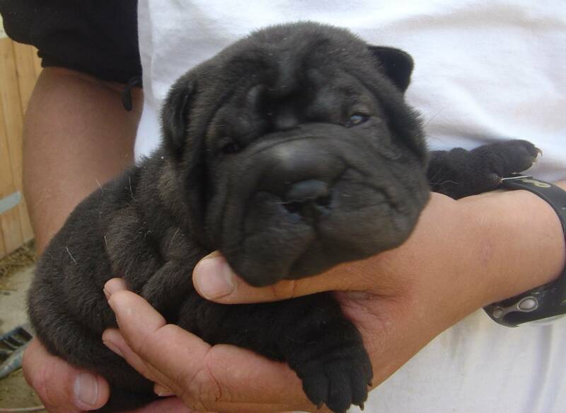 Black Shar Pei Puppy In Hand