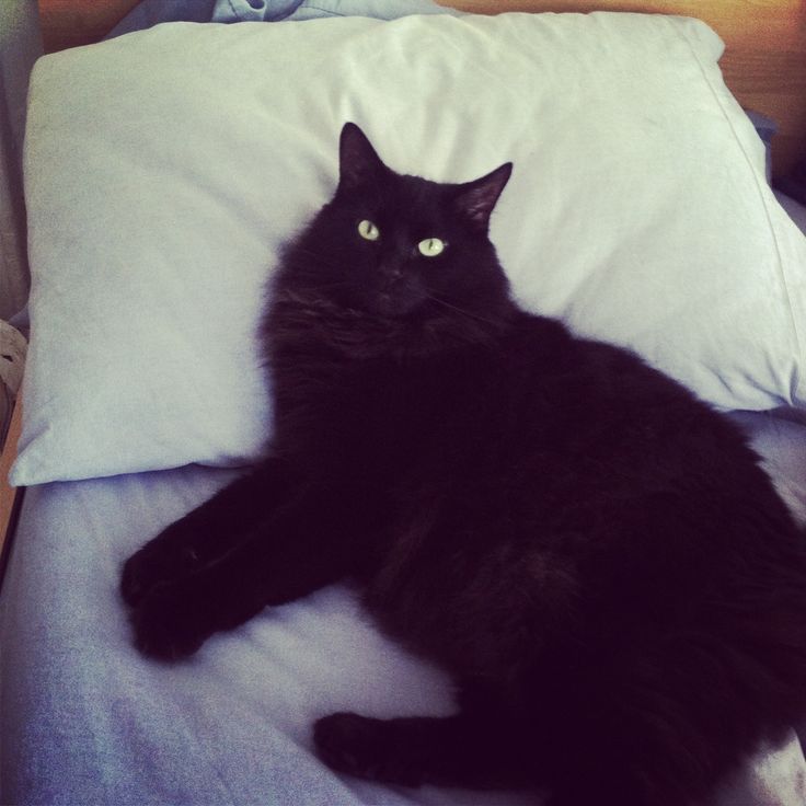 Black Siberian Cat Laying On Bed