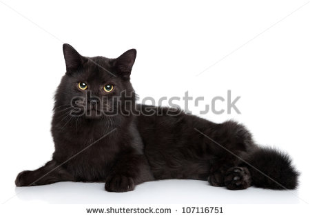 Black Siberian Cat Laying