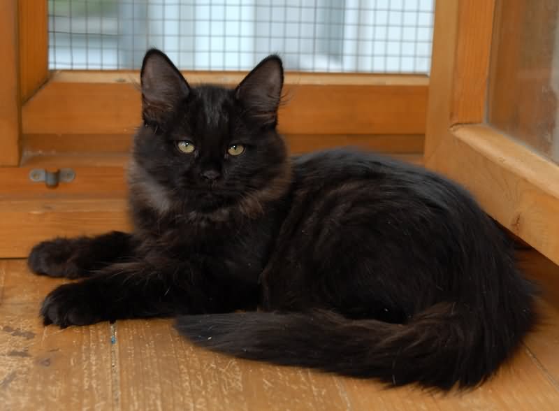 Black Siberian Cat Sitting Inside Home