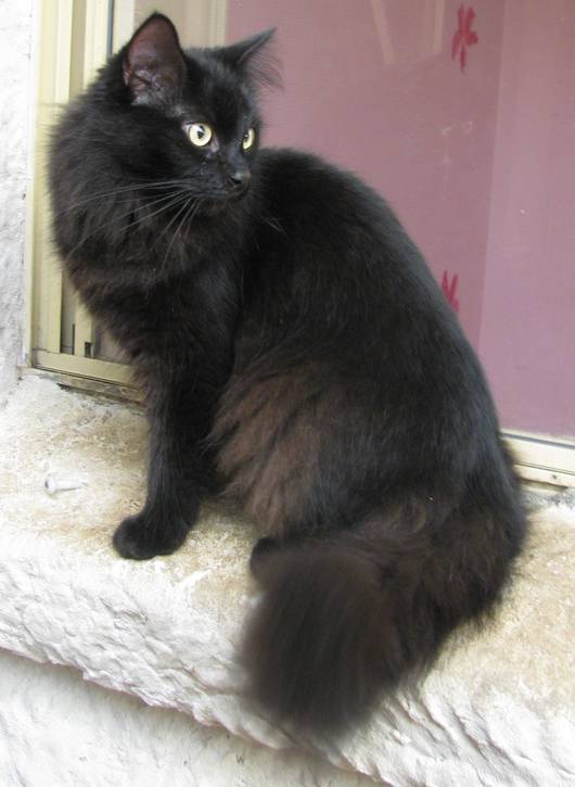 Black Siberian Cat Sitting Near Window
