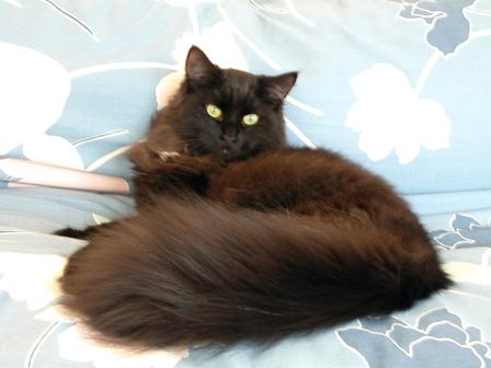 Black Siberian Cat Sitting On Bed