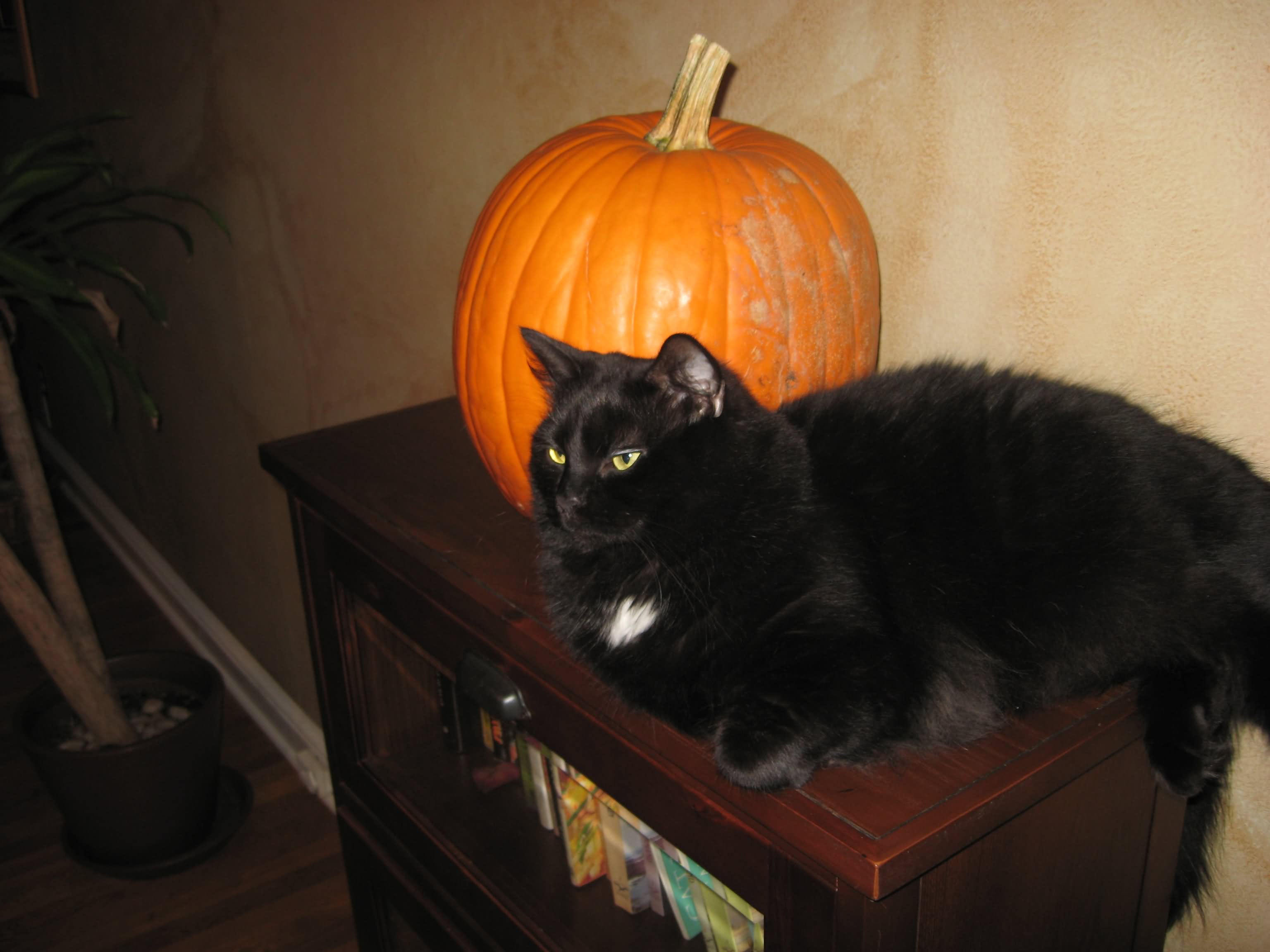 Black Siberian Cat Sitting On Table With Pumpkin