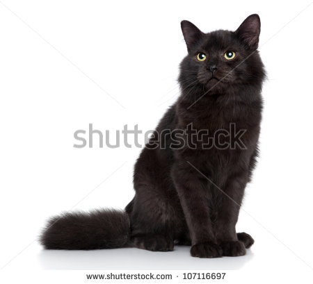 Black Siberian Cat Sitting Picture