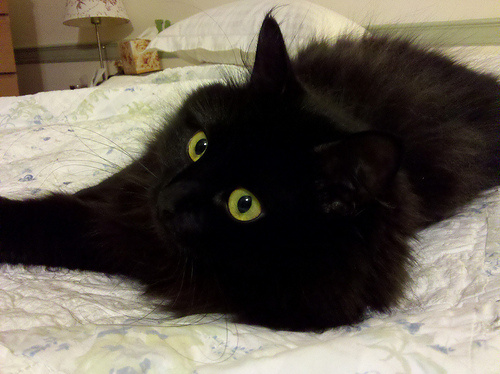 Black Siberian Cat With Yellow Eyes Laying On Bed