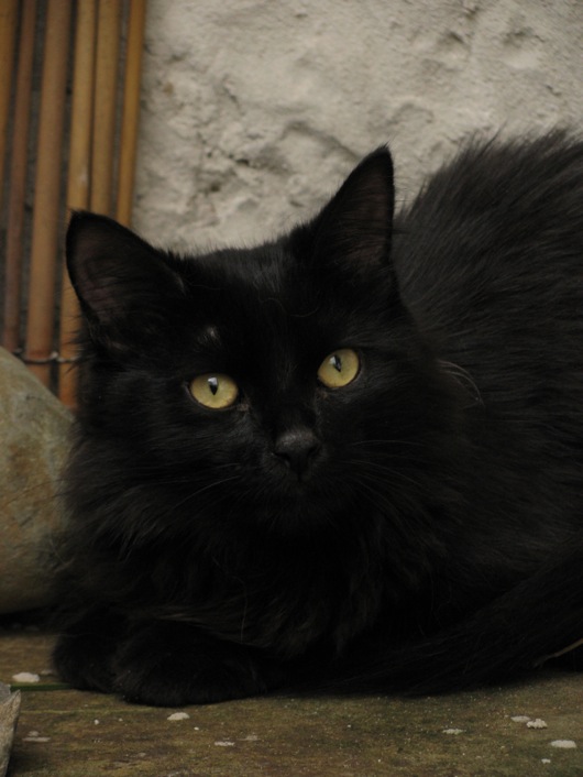 Black Siberian Cat With Yellow Eyes