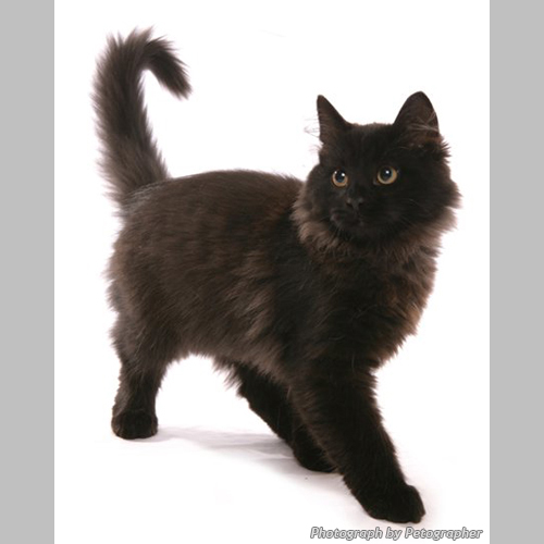 Black Siberian Cat
