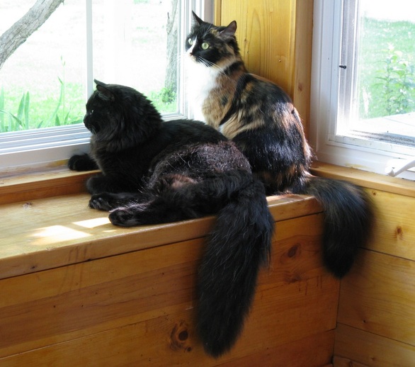 Black Siberian Cats Sitting Near Window